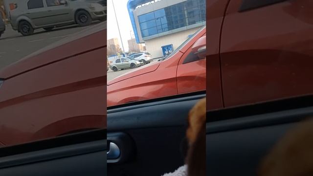 Девочка пти брабансона Скарадомка Огненная продана. смотреть онлайн