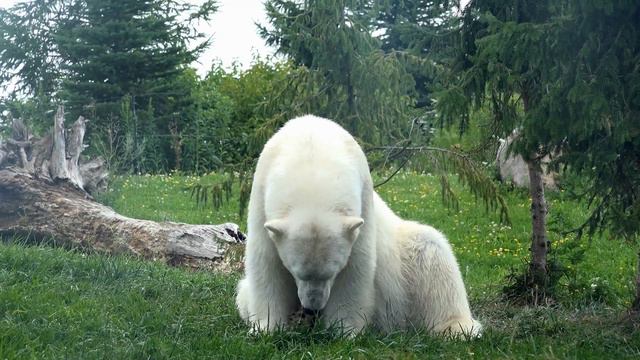 Unusual Wild Animal Hybrids You Won’t Believe Exist !! смотреть онлайн