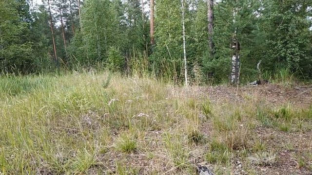 Разговоры под Иван чай про глину и леса среди глины и леса смотреть онлайн