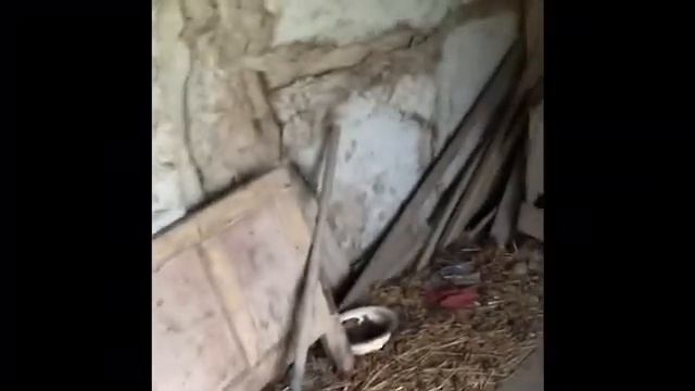 American shares an outdoor stove project in Bulgaria смотреть онлайн