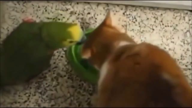 Я РЖАЛ ПОЛ ЧАСА / СМЕШНЫЕ ЖИВОТНЫЕ , КОТЫ СОБАКИ ЛУЧШИЕ ПРИКОЛЫ. ПОДБОРКА #2 смотреть онлайн