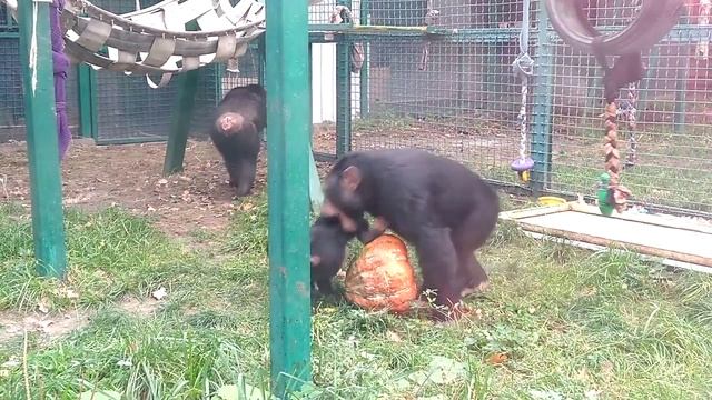 14.10.20 шимпанзе и гарбуз, Фельдман эко-парк смотреть онлайн