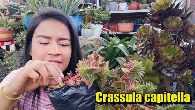 TOP 10: Las Suculentas Más Coloridas + Nombres 🌱 | Jardines By Angie