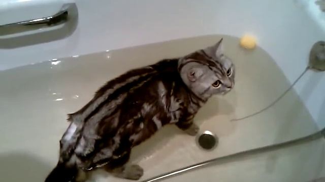 кот Джэф ныряет в ванну. Cat Geff dives into the bath. смотреть онлайн