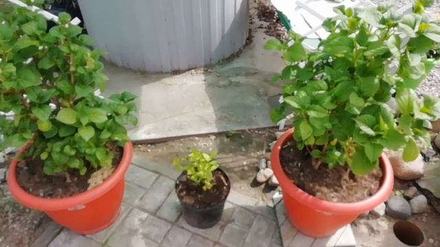 Крупнолистные и метельчатые гортензии в конце мая смотреть онлайн