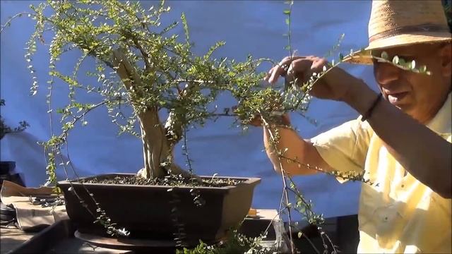How to make a bonsai tree from collected material - Lonicera Nitida - Progression Part 3 смотреть онлайн