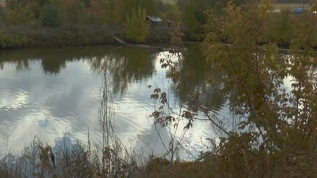 Разведение ценной рыбы смотреть онлайн