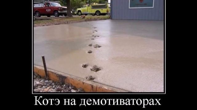 Смешные картинки про котов Котэвасия! смотреть онлайн