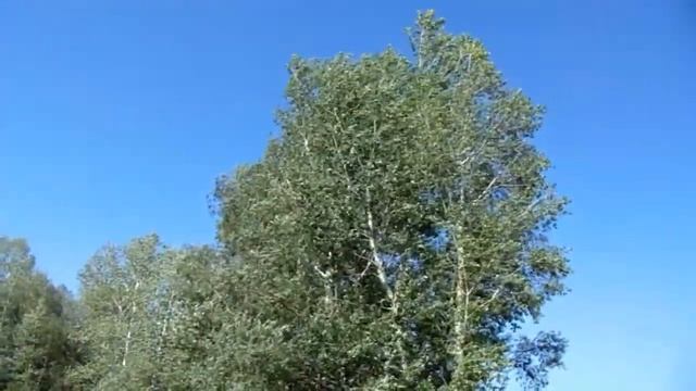 На Чарыше смотреть онлайн