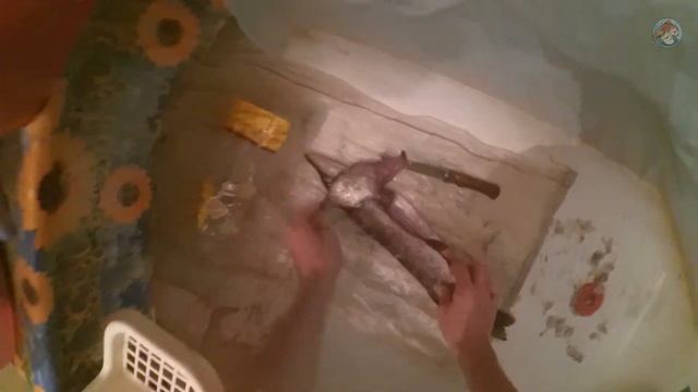 Что у щуки в животе смотреть онлайн