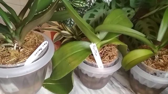 Первый полив после пересадки (август 2020)