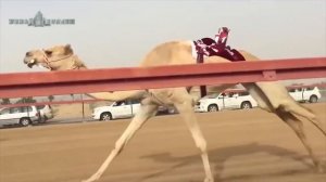 Жена сбежала от Шейха Дубая! Вся Правда о Дубае, Которую от Вас Скрывают