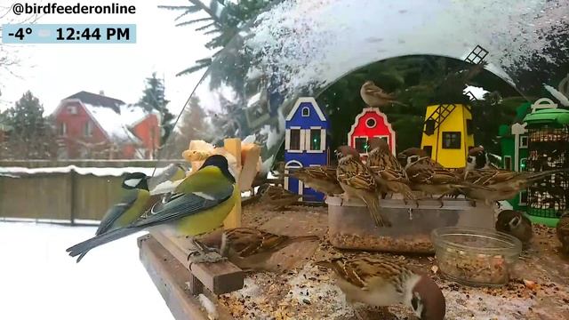 Кормушка для птиц онлайн / Bird feeder online смотреть онлайн