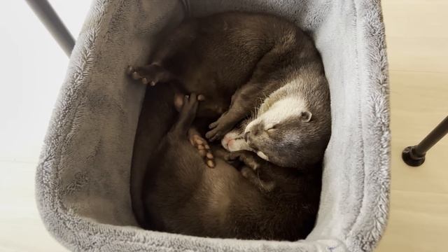 The otters are flirting so much it's embarrassing to watch... [Otter Life Day 735] смотреть онлайн