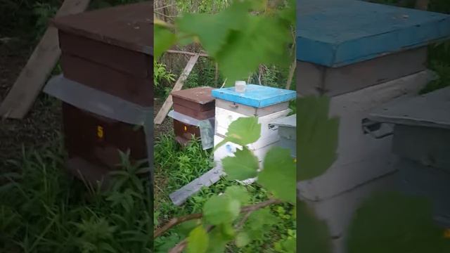 Работа на пасека смотреть онлайн