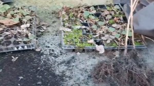 /Маточный  корень/. (В чем лучше выращивать маточный корень малины)?