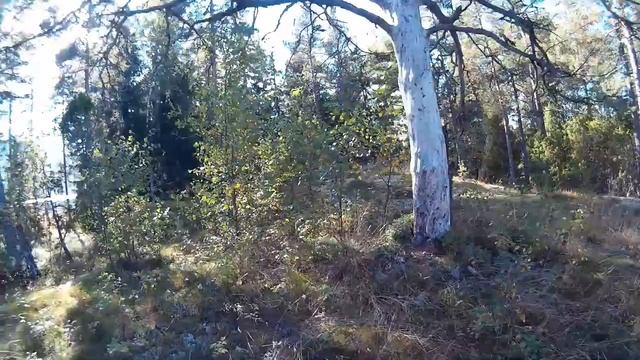 ЖИЗНЬ В ФИНЛЯНДИИ РАЙОН SARVVIK, ЛЕС, ЯГОДЫ смотреть онлайн