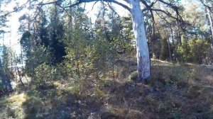 ЖИЗНЬ В ФИНЛЯНДИИ РАЙОН SARVVIK, ЛЕС, ЯГОДЫ