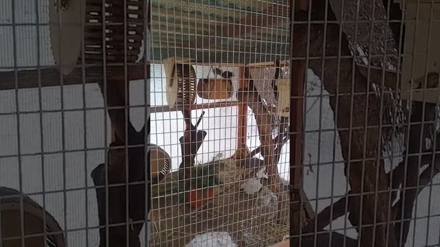 Белки обыкновенные. смотреть онлайн