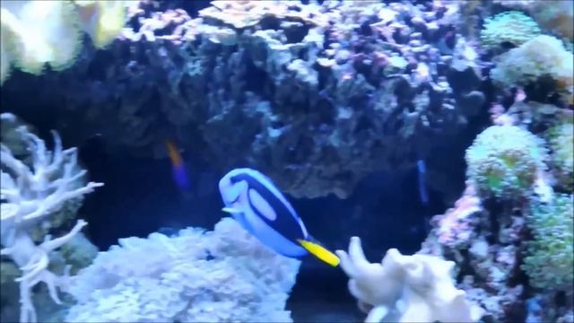 Facts: The Blue Tang (Palette Surgeonfish) смотреть онлайн