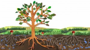 35. Роль грибов в природе. Часть 2