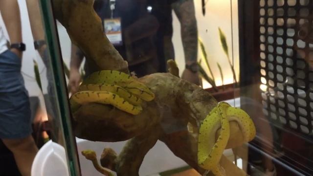 REPTILE X 5 2022 | Reptile Expo in the Philippines | Ball Pythons, Tortoises, Bearded Dragons & Mor смотреть онлайн