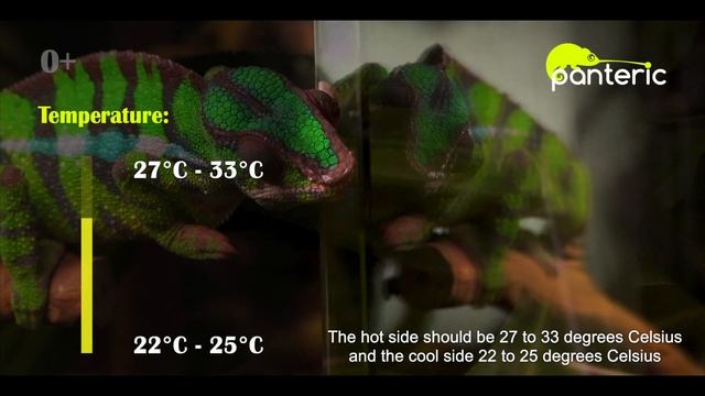 Panther Chameleon keeping смотреть онлайн