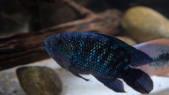 350 Gallon Cichlid Tank Just Keeps Getting Better... смотреть онлайн