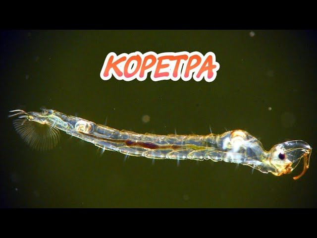 КОРЕТРА. КОРМЛЕНИЕ АКВАРИУМНЫХ РЫБОК. смотреть онлайн