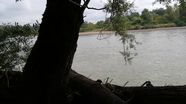 Природа Краснодарского края. Река Кубань. Лес возле реки. смотреть онлайн