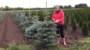 Формирование ели. Часть 3.