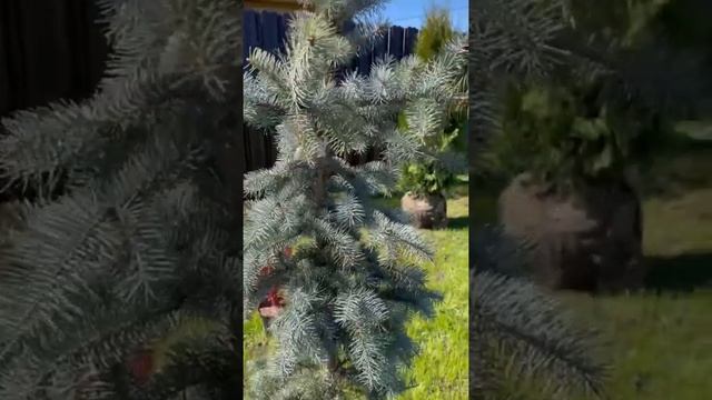 МИКСБОРДЕР ВДОЛЬ ЗАБОРА. СКОРО НА КАНАЛЕ!? смотреть онлайн