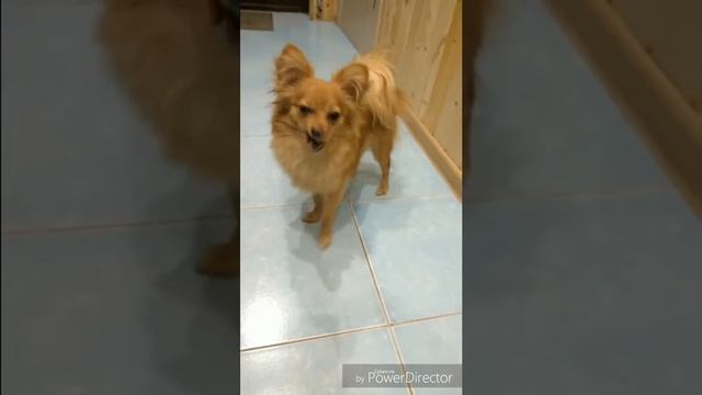 ПОМЧИ | POMCHI | ЛОРА смотреть онлайн