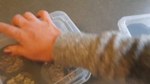 Подготавливаю лотос к зимовке/ Выращивание лотоса из семян/ Часть 5/6