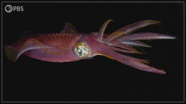 Где все ископаемые останки каракатиц? (Where Are All The Squid Fossils?)