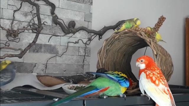 Eastern Rosella, Description, Species Appropriate Husbandry And Care 10 ??