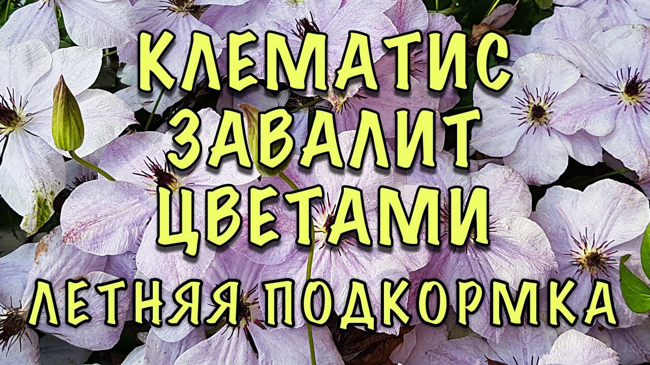 ЗАЦВЕТУТ СТЕНОЙ! Сделайте ЭТО ПЕРЕД ЦВЕТЕНИЕМ! Чем подкормить КЛЕМАТИСЫ ЛЕТОМ смотреть онлайн