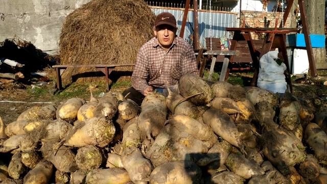 Урожай свеклы 2019 года и от чего он зависит смотреть онлайн