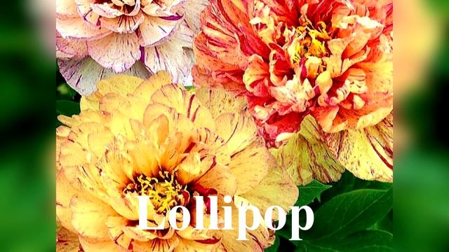 Лучшее украшение для сада: пионы ИТО-гибриды смотреть онлайн