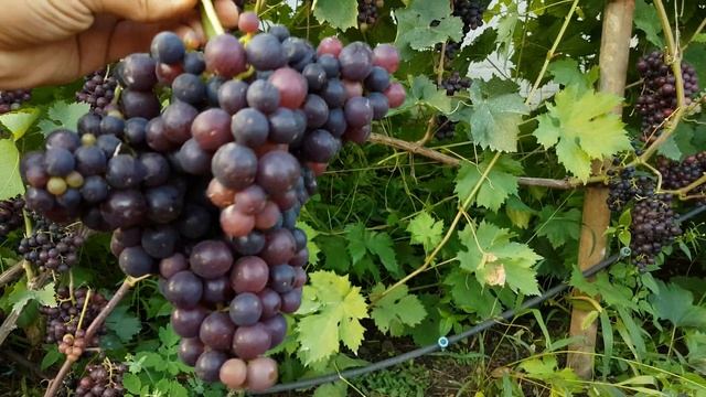 Виноград сверх ранний мускат смотреть онлайн