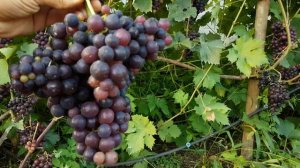 Виноград сверх ранний мускат