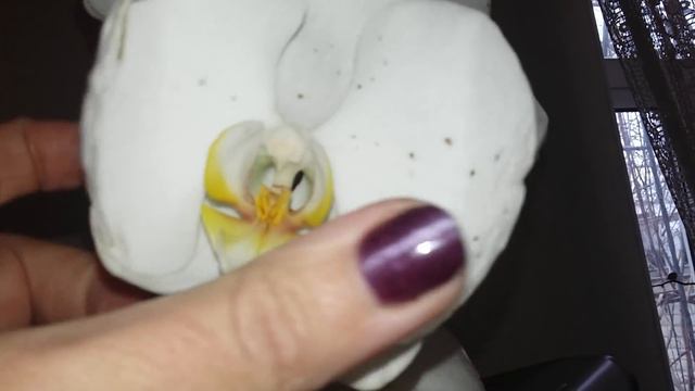 Шок...Новая покупка сортовой орхидеи **Черный принц** по скидочной цене. смотреть онлайн