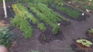 МЕДВЕДКА У МЕНЯ НА ГРЯДКАХ