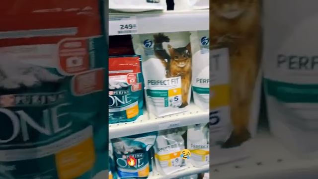 Почему нету корма для рыжих котов?