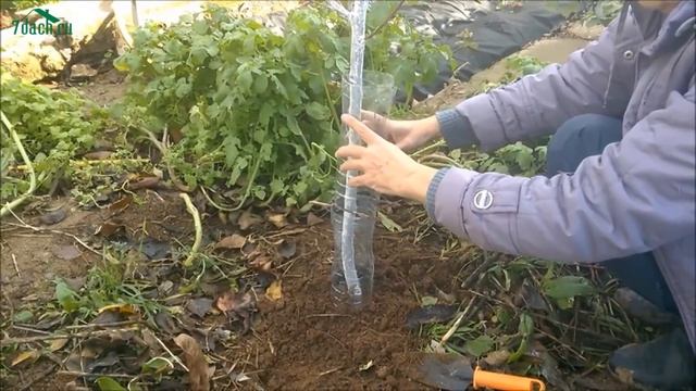 Защита деревьев от ГРЫЗУНОВ - 7 дач смотреть онлайн