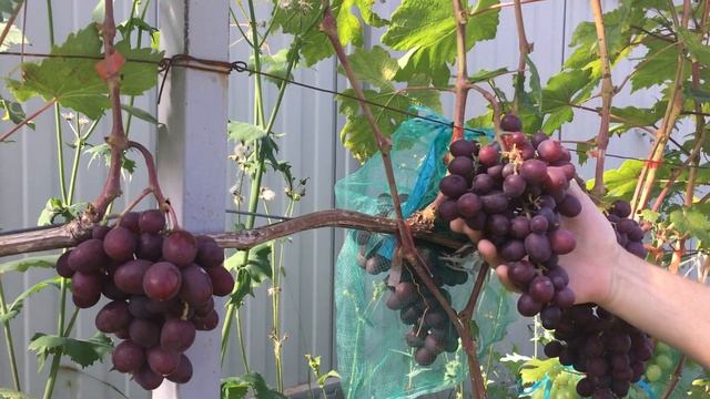 Виноград "Подарок Несветая" в России смотреть онлайн