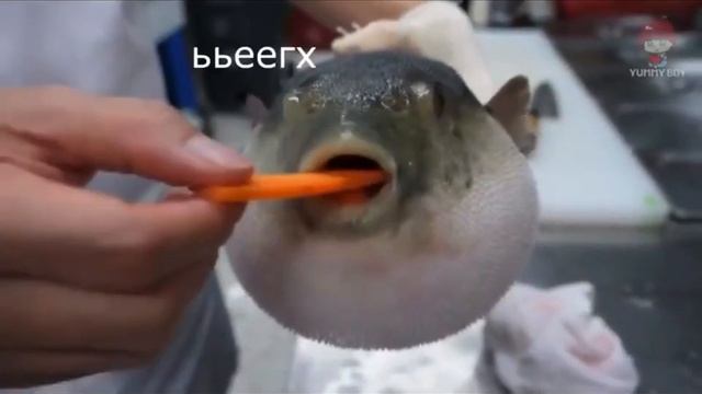 Рыба-фугу ест морковь на протяжении 23-х секунд смотреть онлайн