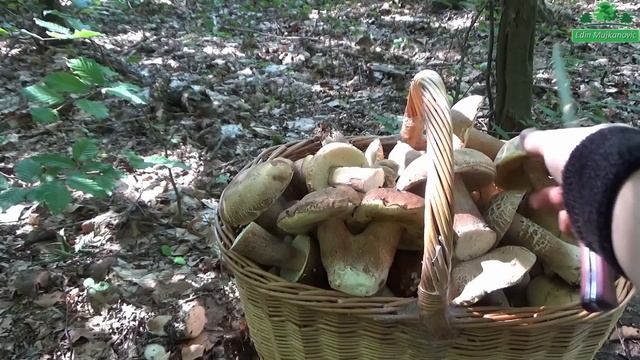 Top 50 Vrganja - Top 50 Boletus смотреть онлайн