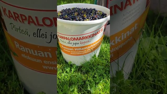 Mustikka-aika / blueberry (Vaccinium myrtillus) #shorts смотреть онлайн