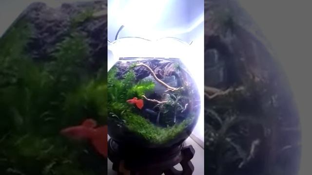 Aku warium bagus смотреть онлайн